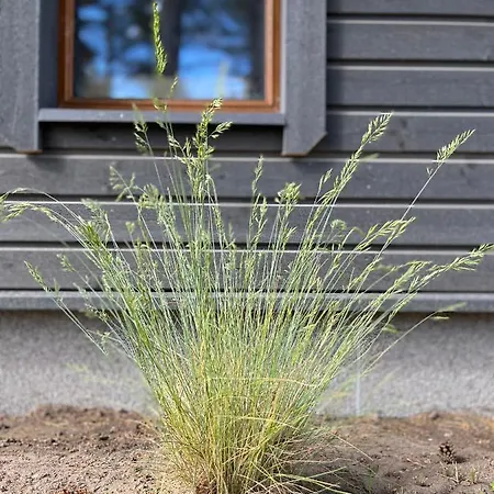 Maennituka Suvetuba 캠프장 *