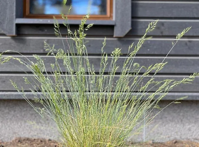 Maennituka Suvetuba Laagriplats *